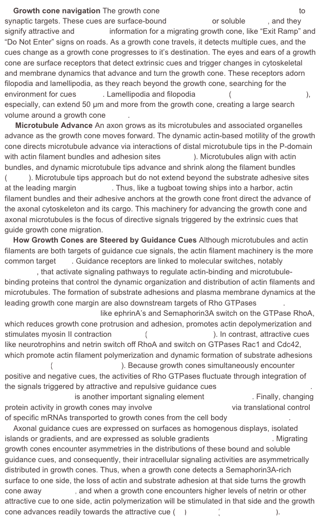     Growth cone navigation The growth cone detects extrinsic cues and forges ahead to synaptic targets. These cues are surface-bound (7,18,35,37) or soluble (2,23), and they signify attractive and repulsive information for a migrating growth cone, like “Exit Ramp” and “Do Not Enter” signs on roads. As a growth cone travels, it detects multiple cues, and the cues change as a growth cone progresses to it’s destination. The eyes and ears of a growth cone are surface receptors that detect extrinsic cues and trigger changes in cytoskeletal and membrane dynamics that advance and turn the growth cone. These receptors adorn filopodia and lamellipodia, as they reach beyond the growth cone, searching for the environment for cues (11,16). Lamellipodia and filopodia (Video 2)(YouTube videos 3,4,5), especially, can extend 50 µm and more from the growth cone, creating a large search volume around a growth cone (9,16).
     Microtubule Advance An axon grows as its microtubules and associated organelles advance as the growth cone moves forward. The dynamic actin-based motility of the growth cone directs microtubule advance via interactions of distal microtubule tips in the P-domain with actin filament bundles and adhesion sites (Figure 4). Microtubules align with actin bundles, and dynamic microtubule tips advance and shrink along the filament bundles (3,6,22). Microtubule tips approach but do not extend beyond the substrate adhesive sites at the leading margin (Figure 5). Thus, like a tugboat towing ships into a harbor, actin filament bundles and their adhesive anchors at the growth cone front direct the advance of the axonal cytoskeleton and its cargo. This machinery for advancing the growth cone and axonal microtubules is the focus of directive signals triggered by the extrinsic cues that guide growth cone migration.
    How Growth Cones are Steered by Guidance Cues Although microtubules and actin filaments are both targets of guidance cue signals, the actin filament machinery is the more common target (34). Guidance receptors are linked to molecular switches, notably Rho GTPases, that activate signaling pathways to regulate actin-binding and microtubule-binding proteins that control the dynamic organization and distribution of actin filaments and microtubules. The formation of substrate adhesions and plasma membrane dynamics at the leading growth cone margin are also downstream targets of Rho GTPases (28,34).
    Repulsive guidance cues like ephrinA’s and Semaphorin3A switch on the GTPase RhoA, which reduces growth cone protrusion and adhesion, promotes actin depolymerization and stimulates myosin II contraction (Video 3)(Youtube videos 2,5). In contrast, attractive cues like neurotrophins and netrin switch off RhoA and switch on GTPases Rac1 and Cdc42, which promote actin filament polymerization and dynamic formation of substrate adhesions (27,32,34,36)(YouTube videos 3,4). Because growth cones simultaneously encounter positive and negative cues, the activities of Rho GTPases fluctuate through integration of the signals triggered by attractive and repulsive guidance cues (28,29,31,34,37) (Figure 6). Cytoplasmic Ca flux is another important signaling element (12,17,19,36). Finally, changing protein activity in growth cones may involve local protein synthesis via translational control of specific mRNAs transported to growth cones from the cell body (but also see 38) .
    Axonal guidance cues are expressed on surfaces as homogenous displays, isolated islands or gradients, and are expressed as soluble gradients (1,2,7,9,20,23,35). Migrating growth cones encounter asymmetries in the distributions of these bound and soluble guidance cues, and consequently, their intracellular signaling activities are asymmetrically distributed in growth cones. Thus, when a growth cone detects a Semaphorin3A-rich surface to one side, the loss of actin and substrate adhesion at that side turns the growth cone away (Video 4), and when a growth cone encounters higher levels of netrin or other attractive cue to one side, actin polymerization will be stimulated in that side and the growth cone advances readily towards the attractive cue (39)(Video 5)(Youtube video 6).