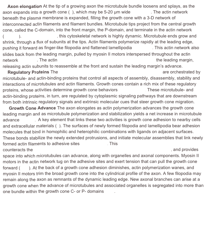     Axon elongation At the tip of a growing axon the microtubule bundle loosens and splays, as the axon expands into a growth cone (6), which may be 5-20 µm wide (Figure 3). The actin network beneath the plasma membrane is expanded, filling the growth cone with a 3-D network of interconnected actin filaments and filament bundles. Microtubule tips project from the central growth cone, called the C-domain, into the front margin, the P-domain, and terminate in the actin network (6,10,21). When viewed live, this cytoskeletal network is highly dynamic. Microtubule ends grow and shrink, through a flux of subunits at the tips. Actin filaments polymerize rapidly at the leading edge, pushing it forward as finger-like filopodia and flattened lamellipodia (Video 1). This actin network also slides back from the leading margin, pulled by myosin II motors interspersed throughout the actin network (4,11,29). The actin network contracts and disassembles close behind the leading margin, releasing actin subunits to reassemble at the front and sustain the leading margin’s advance.
    Regulatory Proteins The exuberant dynamics of the growth cone cytoskeleton are orchestrated by microtubule- and actin-binding proteins that control all aspects of assembly, disassembly, stability and interactions of microtubules and actin filaments. Growth cones contain a rich mix of these regulatory proteins, whose activities determine growth cone behaviors (11,14,32,33). These microtubule- and actin-binding proteins, in turn, are regulated by cytoplasmic signaling pathways that are downstream from both intrinsic regulatory signals and extrinsic molecular cues that steer growth cone migration.
     Growth Cone Advance The axon elongates as actin polymerization advances the growth cone leading margin and as microtubule polymerization and stabilization yields a net increase in microtubule advance (10,21).  A key element that links these two activities is growth cone adhesion to nearby cells and extracellular materials (3). The surfaces of newly formed filopodia and lamellipodia bear adhesion molecules that bind in homophilic and heterophilic combinations with ligands on adjacent surfaces. These bonds stabilize the newly extended protrusions, and initiate molecular assemblies that link newly formed actin filaments to adhesive sites (11,20,24,37). This tethering of actin filaments at adhesive sites counteracts the retrograde flow that otherwise pulls actin rearward toward disassembly, and provides space into which microtubules can advance, along with organelles and axonal components. Myosin II motors in the actin network tug on the adhesive sites and exert tension that can pull the growth cone forward (4,11). At the back of a growth cone adhesion diminishes, actin polymerization wanes, and myosin II motors trim the broad growth cone into the cylindrical profile of the axon. A few filopodia may remain along the axon as remnants of the dynamic leading edge. New axonal branches can arise at a growth cone when the advance of microtubules and associated organelles is segregated into more than one bundle within the growth cone C- or P- domains (6,8).                                                                                                                                     
